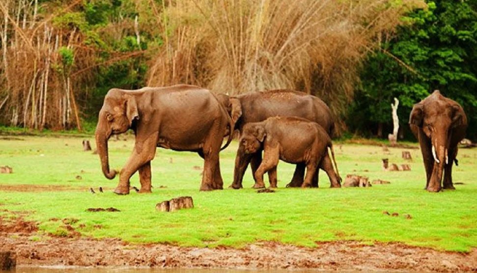 Mookambika Wildlife Sanctuary, Udupi, Karnataka - Vushii.com Mookambika Wildlife Sanctuary, Udupi, Karnataka - Vushii.com